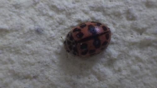 Réf. 273 846 : Oenopia conglobata